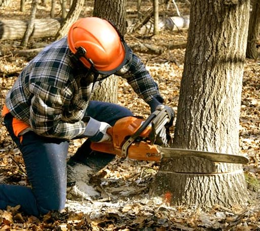 Tree Removal in Weatherby, MO